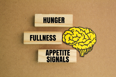 brain model with fullness and appetite signals